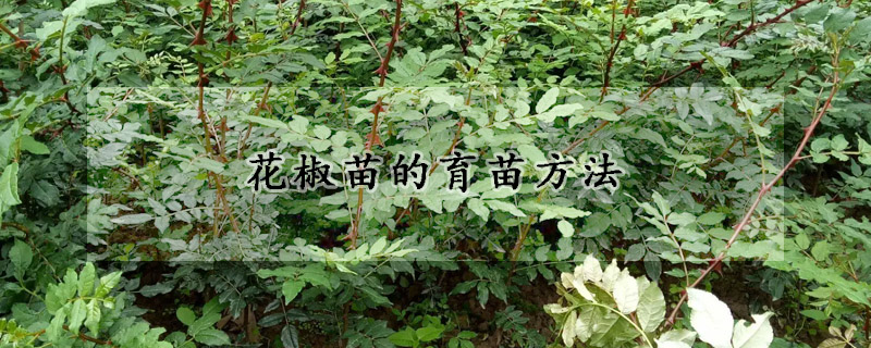 花椒苗的育苗方法