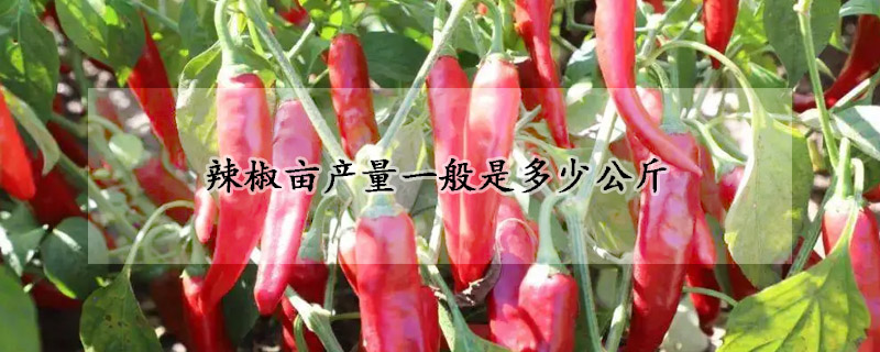 辣椒亩产量一般是多少公斤
