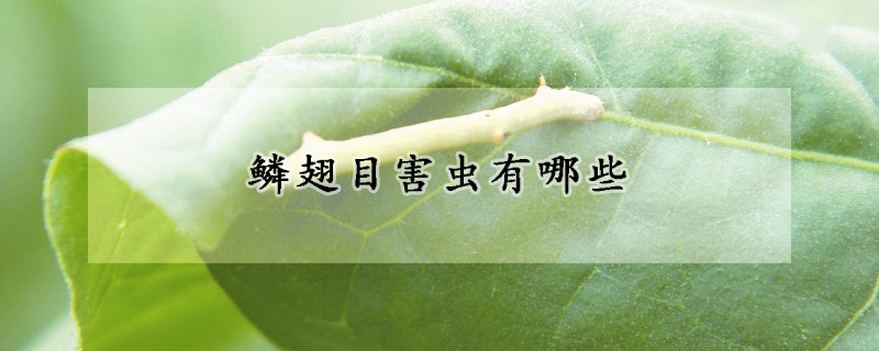 鳞翅目害虫有哪些