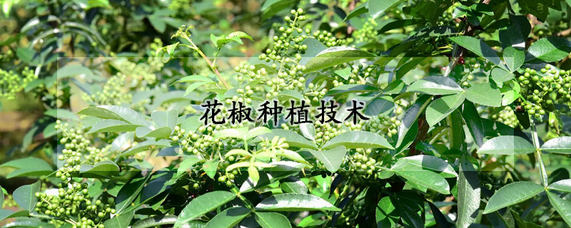 花椒种植技术