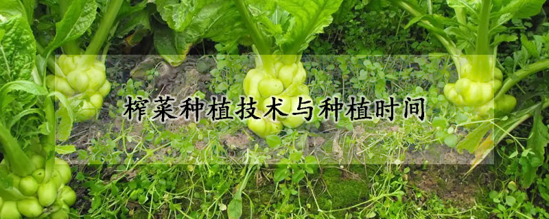 榨菜种植技术与种植时间