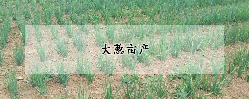 大葱亩产