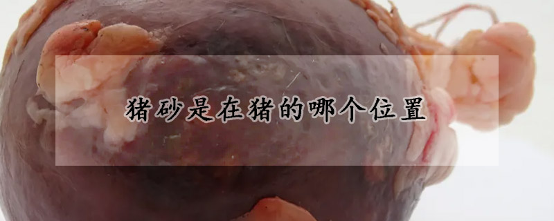 猪砂是在猪的哪个位置