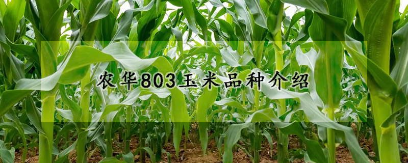 农华803玉米品种介绍