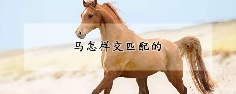 马怎样交匹配的