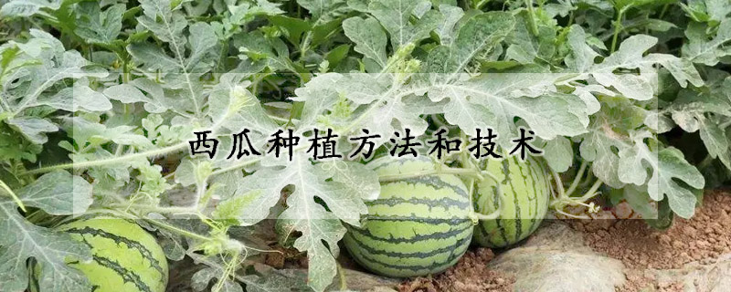 西瓜种植方法和技术