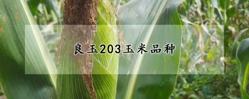 良玉203玉米品种