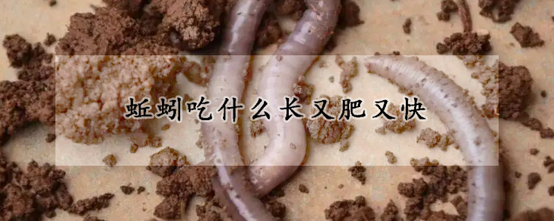 蚯蚓吃什么长又肥又快