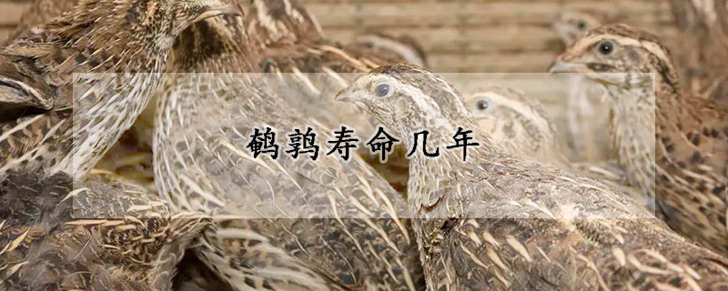 鹌鹑寿命几年