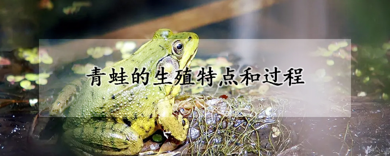 青蛙的生殖特点和过程