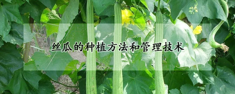 丝瓜的种植方法和管理技术