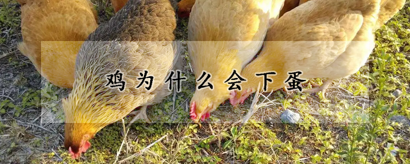 鸡为什么会下蛋