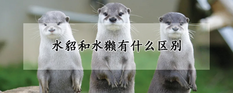 水貂和水獭有什么区别