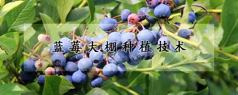 蓝莓大棚种植技术