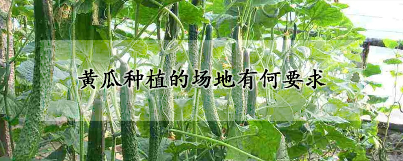 黄瓜种植的场地有何要求