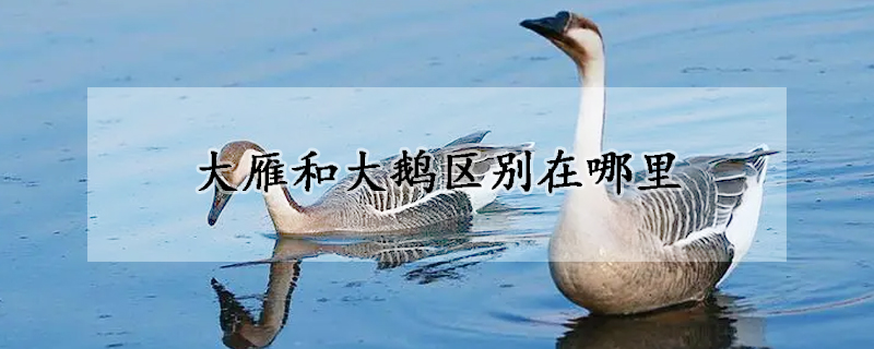 大雁和大鹅区别在哪里