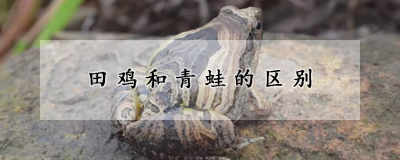 田鸡和青蛙的区别
