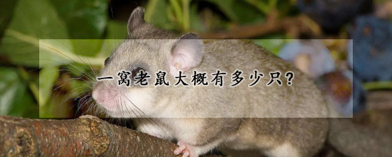 一窝老鼠大概有多少只?