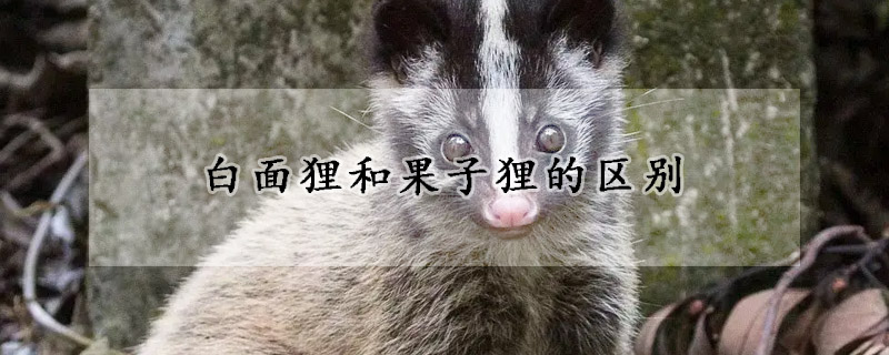 白面狸和果子狸的区别