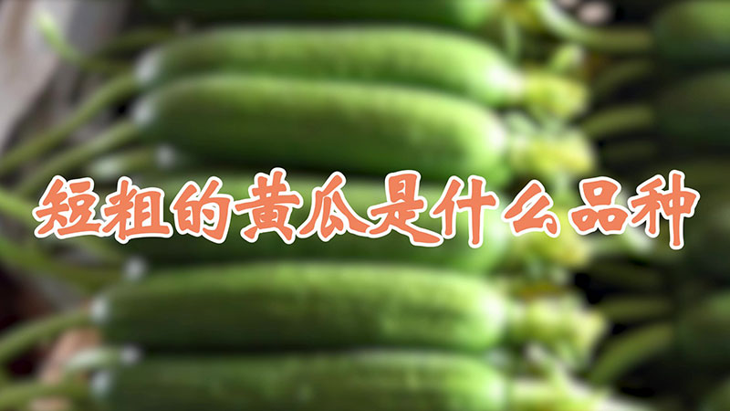 短粗的黄瓜是什么品种
