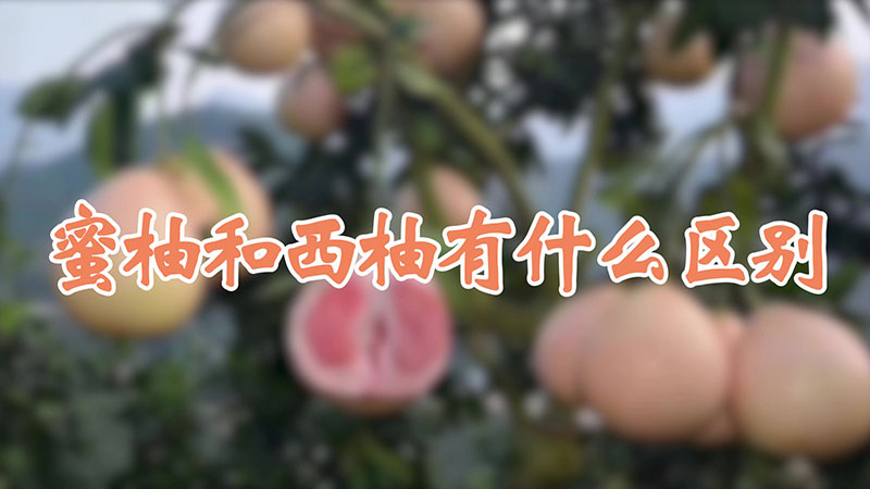 蜜柚和西柚有什么区别