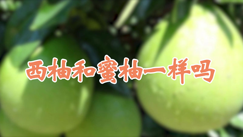 西柚和蜜柚一样吗