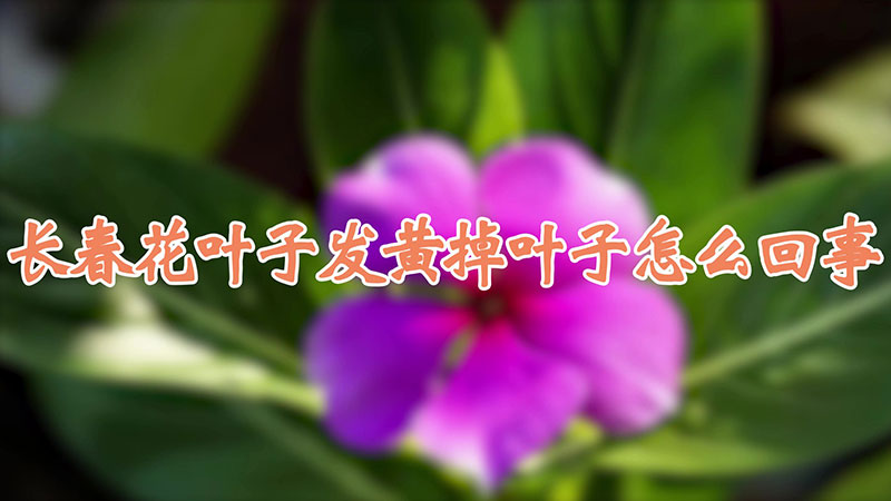 长春花叶子发黄掉叶子怎么回事