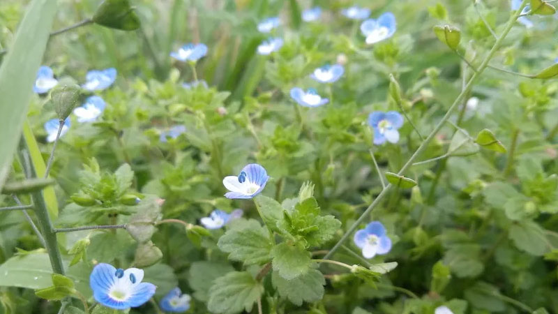 满天星种植方法和时间