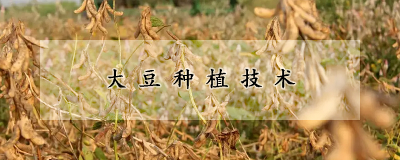 大豆种植技术