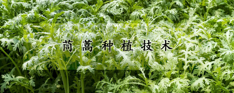 茼蒿种植技术