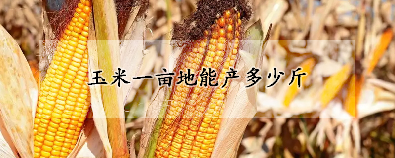 玉米一亩地能产多少斤