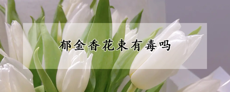 郁金香花束有毒吗