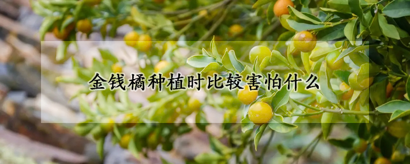 金钱橘种植时比较害怕什么