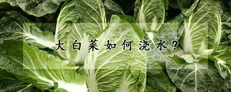 大白菜如何浇水?