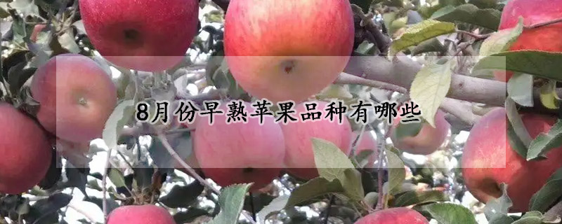 8月份早熟苹果品种有哪些