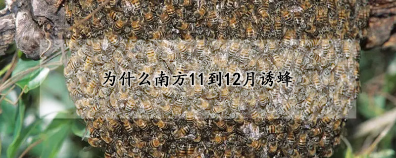 为什么南方11到12月诱蜂