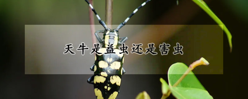 天牛是益虫还是害虫