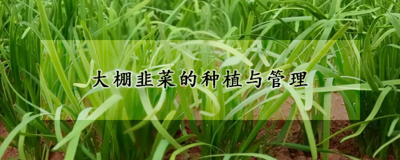 大棚韭菜的种植与管理