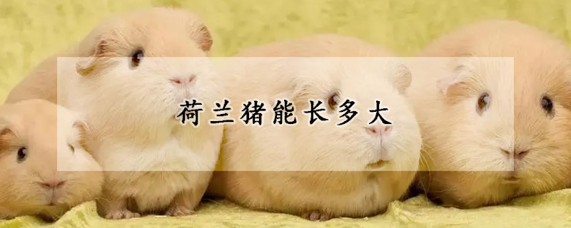 荷兰猪能长多大