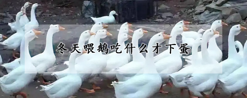 冬天喂鹅吃什么才下蛋