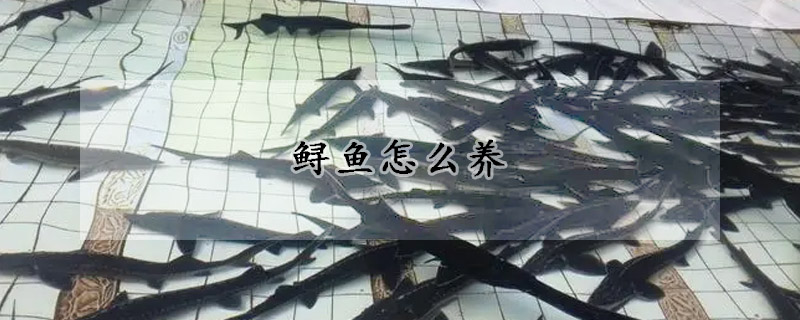 鲟鱼怎么养