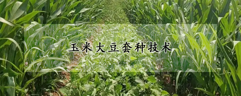 玉米大豆套种技术