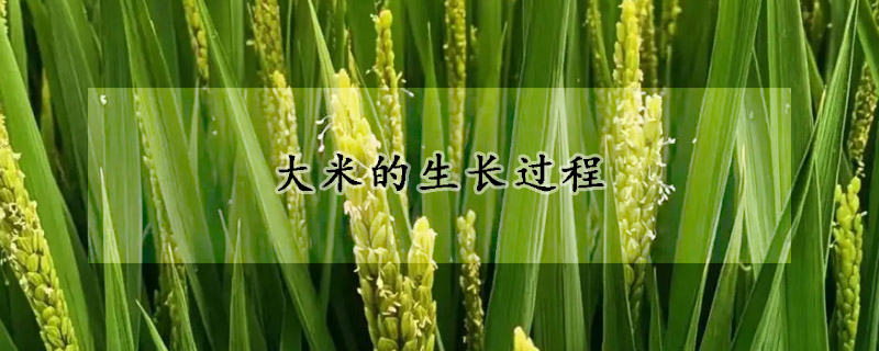 大米的生长过程