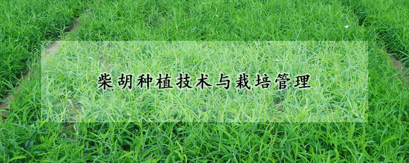 柴胡种植技术与栽培管理