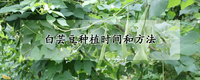 白芸豆种植时间和方法