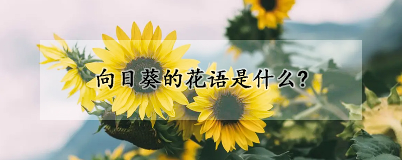 向日葵的花语是什么?