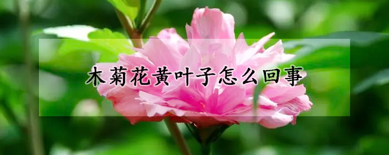 木菊花黄叶子怎么回事