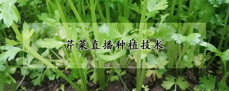 芹菜直播种植技术