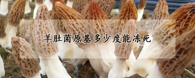 羊肚菌原基多少度能冻死