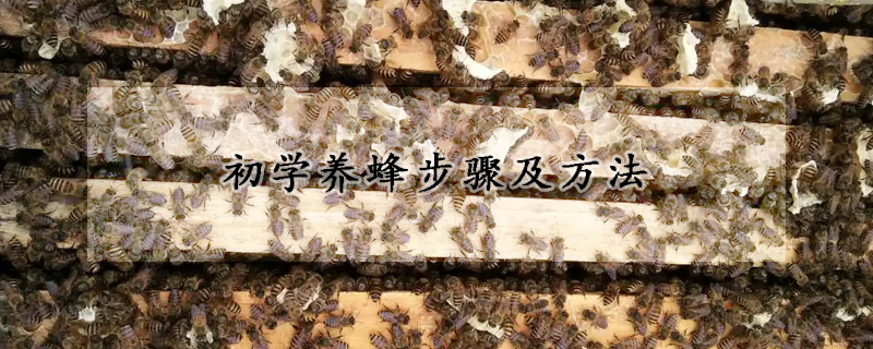 初学养蜂步骤及方法
